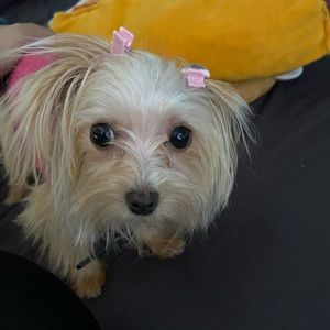 Meet your Posher, Lana